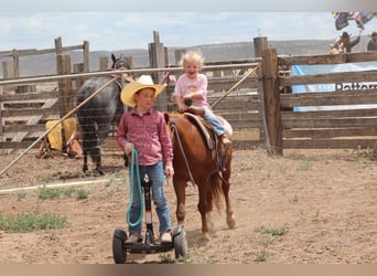 Weitere Ponys/Kleinpferde, Wallach, 7 Jahre, 114 cm, Rotfuchs