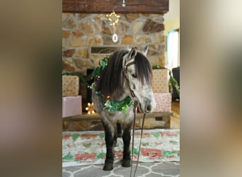 Weitere Ponys/Kleinpferde, Wallach, 7 Jahre, 114 cm, Schimmel