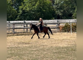 Weitere Ponys/Kleinpferde, Wallach, 7 Jahre, 116 cm, Brauner