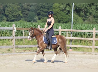 Weitere Ponys/Kleinpferde, Wallach, 7 Jahre, 117 cm, Brauner