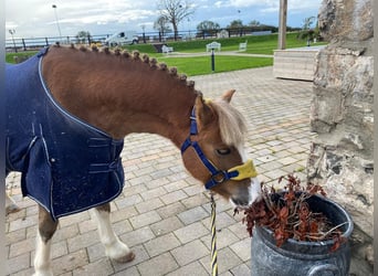 Weitere Ponys/Kleinpferde, Wallach, 7 Jahre, 117 cm, Brauner