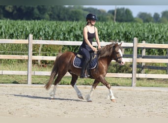 Weitere Ponys/Kleinpferde, Wallach, 7 Jahre, 117 cm, Brauner