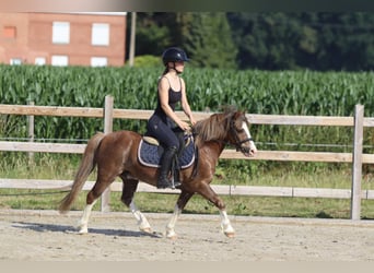 Weitere Ponys/Kleinpferde, Wallach, 7 Jahre, 117 cm, Brauner