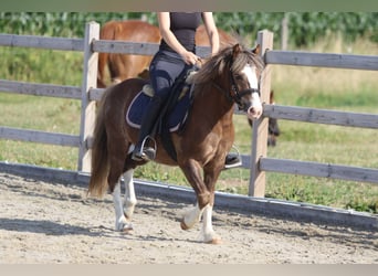 Weitere Ponys/Kleinpferde, Wallach, 7 Jahre, 117 cm, Brauner