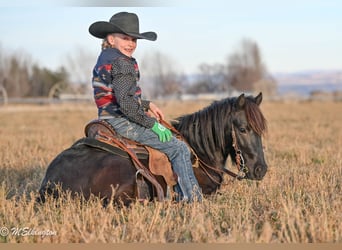 Weitere Ponys/Kleinpferde, Wallach, 7 Jahre, 117 cm, Rappe