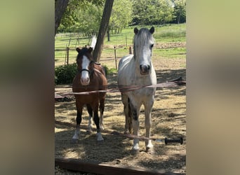 Weitere Ponys/Kleinpferde, Wallach, 7 Jahre, 120 cm, Apfelschimmel