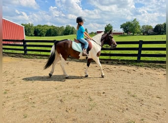 Weitere Ponys/Kleinpferde, Wallach, 7 Jahre, 122 cm, Schecke