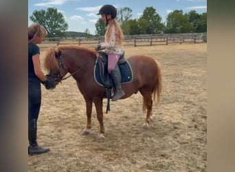 Weitere Ponys/Kleinpferde, Wallach, 7 Jahre, 125 cm, Fuchs