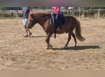 Weitere Ponys/Kleinpferde, Wallach, 7 Jahre, 125 cm, Fuchs