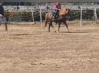 Weitere Ponys/Kleinpferde, Wallach, 7 Jahre, 125 cm, Fuchs