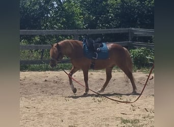 Weitere Ponys/Kleinpferde, Wallach, 7 Jahre, 125 cm, Fuchs