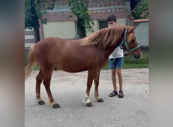 Weitere Ponys/Kleinpferde, Wallach, 7 Jahre, 125 cm, Fuchs