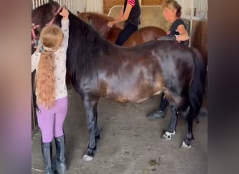 Weitere Ponys/Kleinpferde, Wallach, 7 Jahre, 125 cm, Fuchs