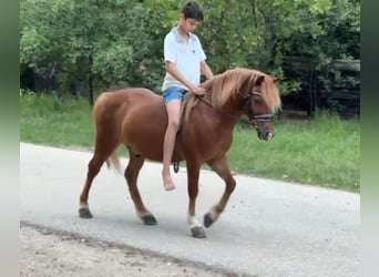 Weitere Ponys/Kleinpferde, Wallach, 7 Jahre, 125 cm, Fuchs