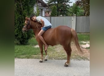 Weitere Ponys/Kleinpferde, Wallach, 7 Jahre, 125 cm, Fuchs