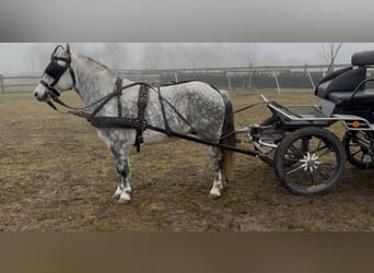 Weitere Ponys/Kleinpferde, Wallach, 7 Jahre, 127 cm, Schimmel