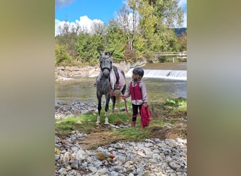 Weitere Ponys/Kleinpferde, Wallach, 7 Jahre, 130 cm, Schimmel