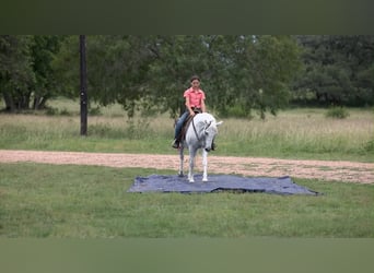 Weitere Ponys/Kleinpferde, Wallach, 7 Jahre, 130 cm, Schimmel