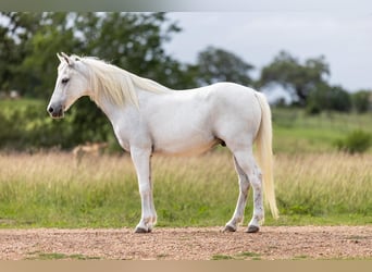 Weitere Ponys/Kleinpferde, Wallach, 7 Jahre, 130 cm, Schimmel