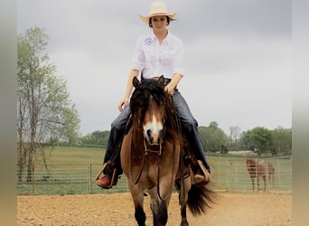 Weitere Ponys/Kleinpferde, Wallach, 7 Jahre, 132 cm, Falbe