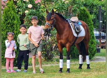 Weitere Ponys/Kleinpferde, Wallach, 7 Jahre, 135 cm, Brauner