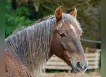Weitere Ponys/Kleinpferde Mix, Wallach, 7 Jahre, 135 cm, Dunkelfuchs