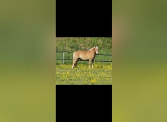 Weitere Ponys/Kleinpferde Mix, Wallach, 7 Jahre, 136 cm, Falbe