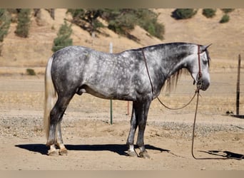 Weitere Ponys/Kleinpferde, Wallach, 7 Jahre, 137 cm, Schimmel