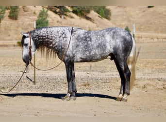 Weitere Ponys/Kleinpferde, Wallach, 7 Jahre, 137 cm, Schimmel