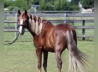 Weitere Ponys/Kleinpferde, Wallach, 7 Jahre, 138 cm, Fuchs