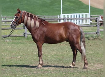Weitere Ponys/Kleinpferde, Wallach, 7 Jahre, 138 cm, Fuchs