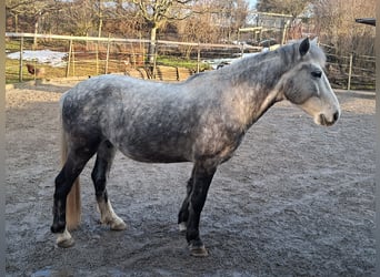 Weitere Ponys/Kleinpferde, Wallach, 7 Jahre, 140 cm, Apfelschimmel