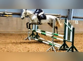 Weitere Ponys/Kleinpferde Mix, Wallach, 7 Jahre, 140 cm, Apfelschimmel