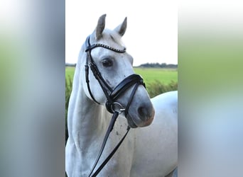Weitere Ponys/Kleinpferde, Wallach, 7 Jahre, 140 cm, Schimmel