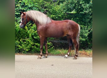 Weitere Ponys/Kleinpferde, Wallach, 7 Jahre, 142 cm, Dunkelfuchs