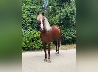 Weitere Ponys/Kleinpferde, Wallach, 7 Jahre, 142 cm, Dunkelfuchs