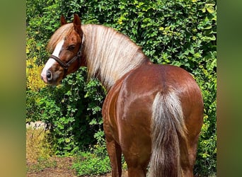 Weitere Ponys/Kleinpferde, Wallach, 7 Jahre, 142 cm, Dunkelfuchs