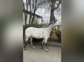 Weitere Ponys/Kleinpferde, Wallach, 7 Jahre, 144 cm, Apfelschimmel