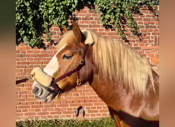 Weitere Ponys/Kleinpferde, Wallach, 7 Jahre, 145 cm, Dunkelfuchs