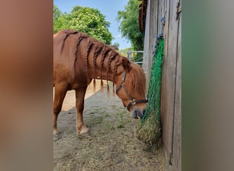Weitere Ponys/Kleinpferde, Wallach, 7 Jahre, 145 cm, Fuchs