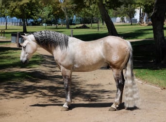 Weitere Ponys/Kleinpferde, Wallach, 7 Jahre, 145 cm