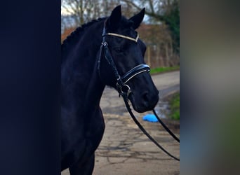 Weitere Ponys/Kleinpferde, Wallach, 7 Jahre, 145 cm, Rappe