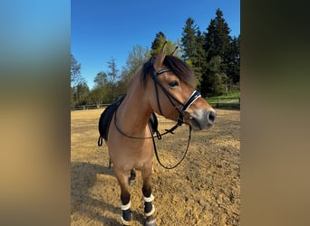 Weitere Ponys/Kleinpferde Mix, Wallach, 7 Jahre, 146 cm, Falbe