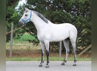 Weitere Ponys/Kleinpferde, Wallach, 7 Jahre, 146 cm, Schimmel