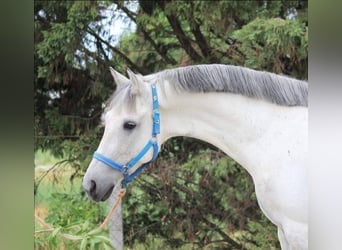 Weitere Ponys/Kleinpferde, Wallach, 7 Jahre, 146 cm, Schimmel