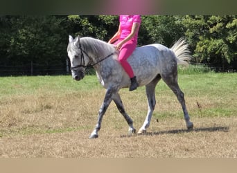 Weitere Ponys/Kleinpferde, Wallach, 7 Jahre, 148 cm, Apfelschimmel
