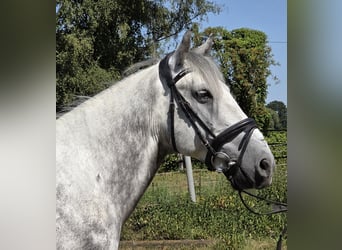 Weitere Ponys/Kleinpferde, Wallach, 7 Jahre, 148 cm, Apfelschimmel