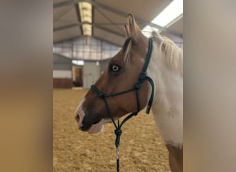 Weitere Ponys/Kleinpferde, Wallach, 7 Jahre, 148 cm