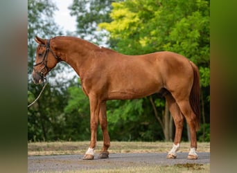 Weitere Ponys/Kleinpferde, Wallach, 7 Jahre, 148 cm, Fuchs