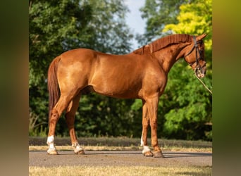 Weitere Ponys/Kleinpferde, Wallach, 7 Jahre, 148 cm, Fuchs